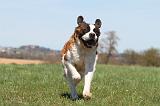 SAINT BERNARD 071